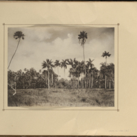 El Hospital, Palms and Palmettos, The Isle of Pines Land Co., Owners<br />
