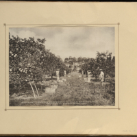 Santa Fe, Picking Grapefruit in Villa Aurora Grove, Property of Robert Irwin Wall<br />
