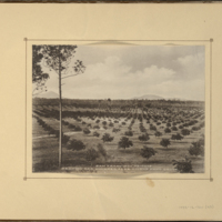 San Francisco Heights, Section of a Hundred Acre Citrus Fruit Grove<br />
